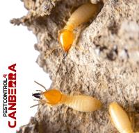 Termite Inspections Canberra image 5
